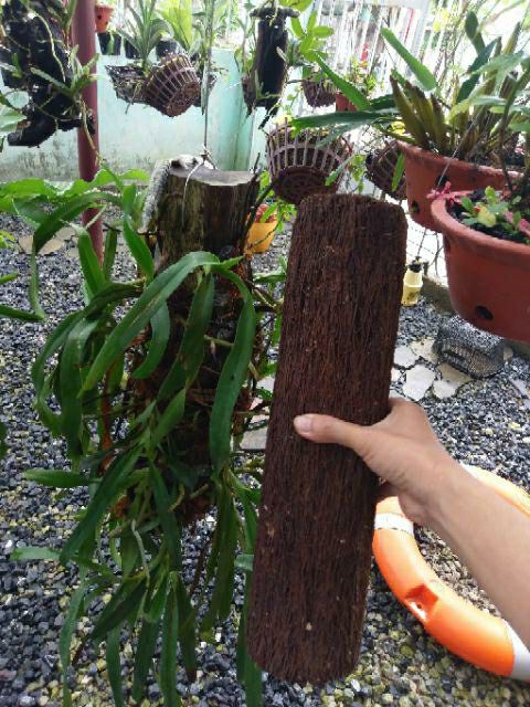 Dớn trụ trồng lan loại chất lượng tốt