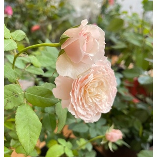 hoa hồng Misaki(bụi) hồng phấn