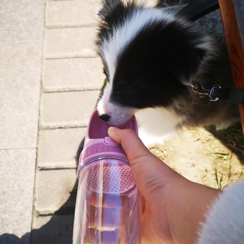 Bình uống nước cầm tay cho chó