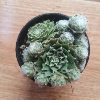 9 Loại sen đá Phật Bà