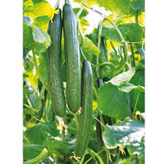 10H - HẠT GIỐNG DƯA CHUỘT KIẾM