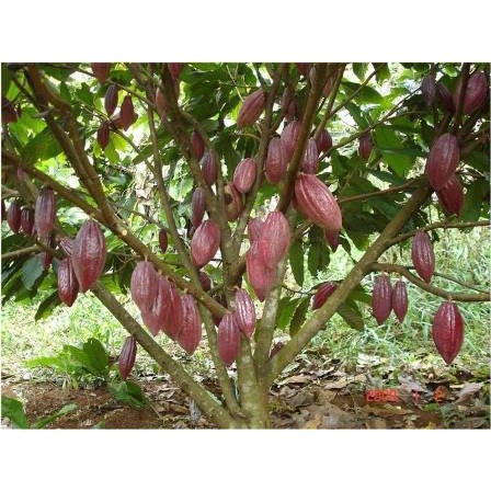 Cây giống Ca Cao .