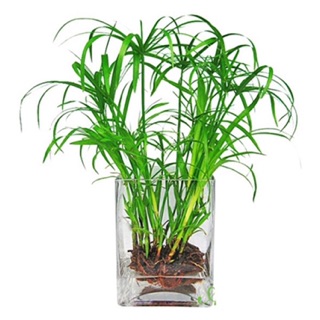 Cây thủy trúc