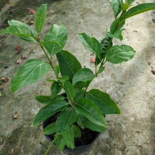 Cây lài thái cực thơm