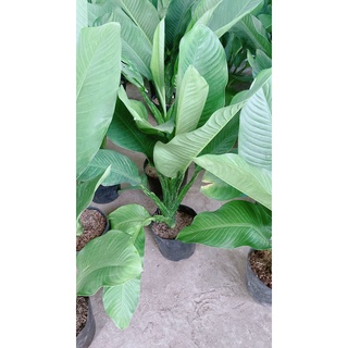 Cây Đại Phú Gia (chỉ giao hcm)
