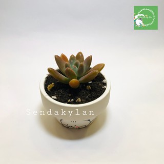 FREESHIP Terrarium 🍀Sen đá 🍀Chậu đất nung mini