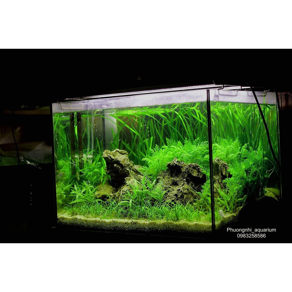 Hồ siêu trong 60x40x40  chỉ giao tại HCM