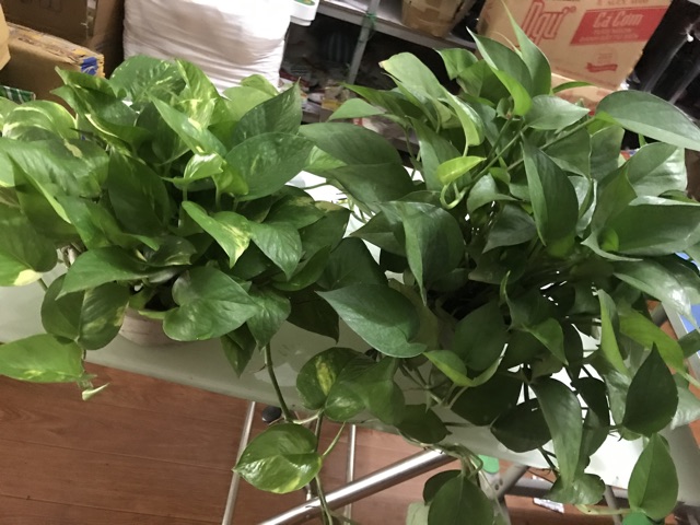 Trầu bà lá xanh