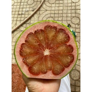 Cây 🌲 Bưởi Rubi... ruột đỏ