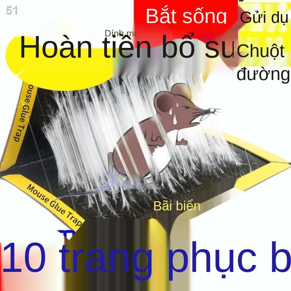 Bảng chuột ẩn dính chắc chắn miếng dán siêu để bắt và chuột, các loài gặm nhấm trong nhà, ổ cuối cùng, bán buô