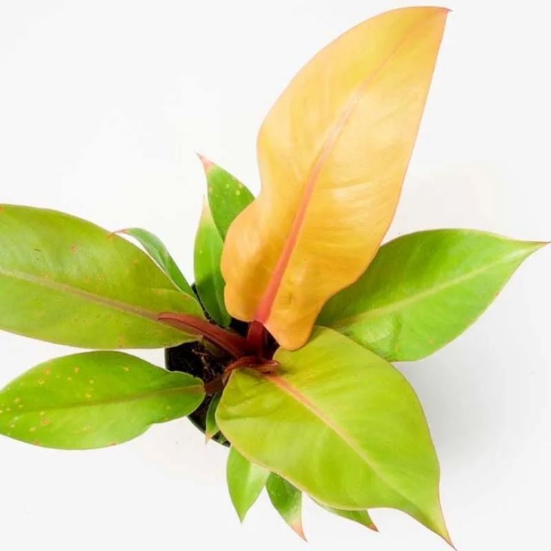Chậu cứng Trầu bà đế vương loại nhỏ, có 4 màu: nâu, đỏ, cam, hoàng kim