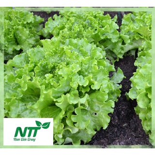 Hạt giống rau xà lách xoăn tn - xà lách tím tn
