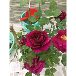 [Cây giống hoa] Hồng ngoại The Prince (hồng bụi) size chậu C9 - CayGiongTot