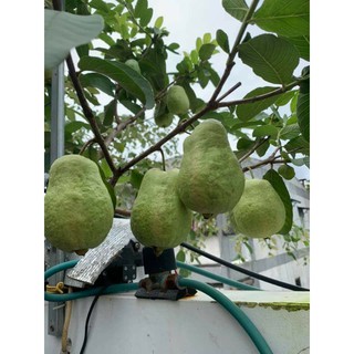 Cây 🌲 Ổi thái...Cây lớn (đang trái nhiều)