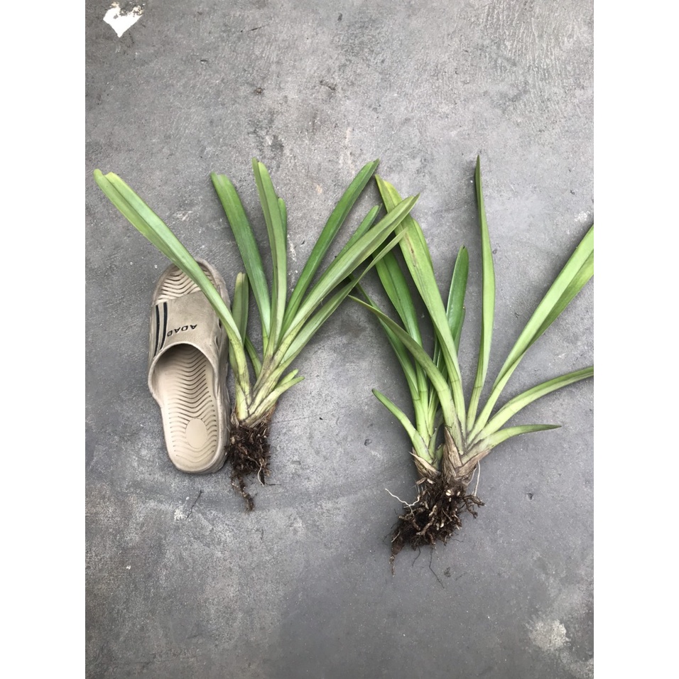 Set 2 thân hoa lan kiếm tiên vũ