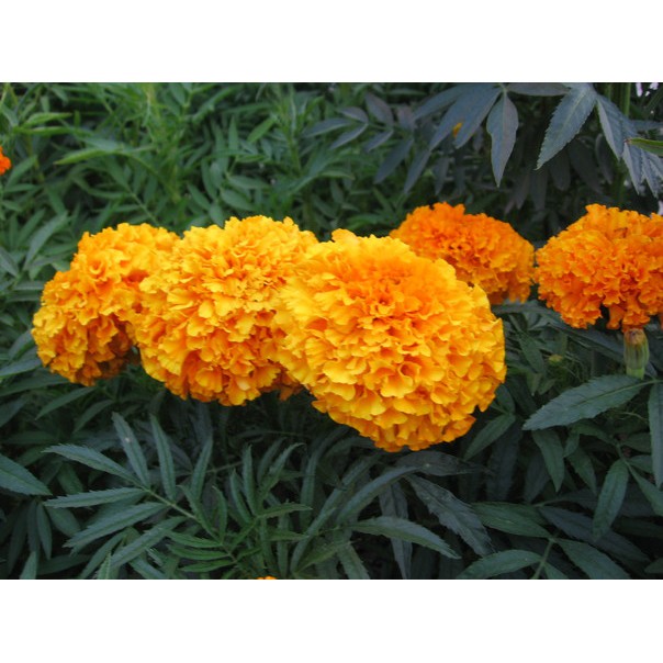 Hạt Giống Hoa Cúc Vạn Thọ Mỹ Bông To Màu Vàng Cam (Hoa Vạn Thọ)