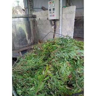 Tinh Dầu Tràm Gió Quảng Trị (handmade)