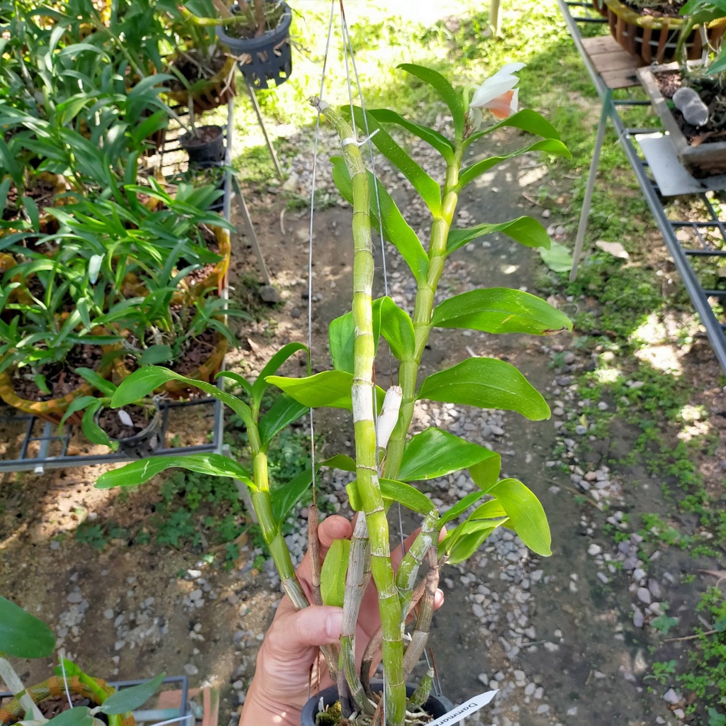 Phong Lan Damari , cây trưởng thành, cho hoa quanh năm