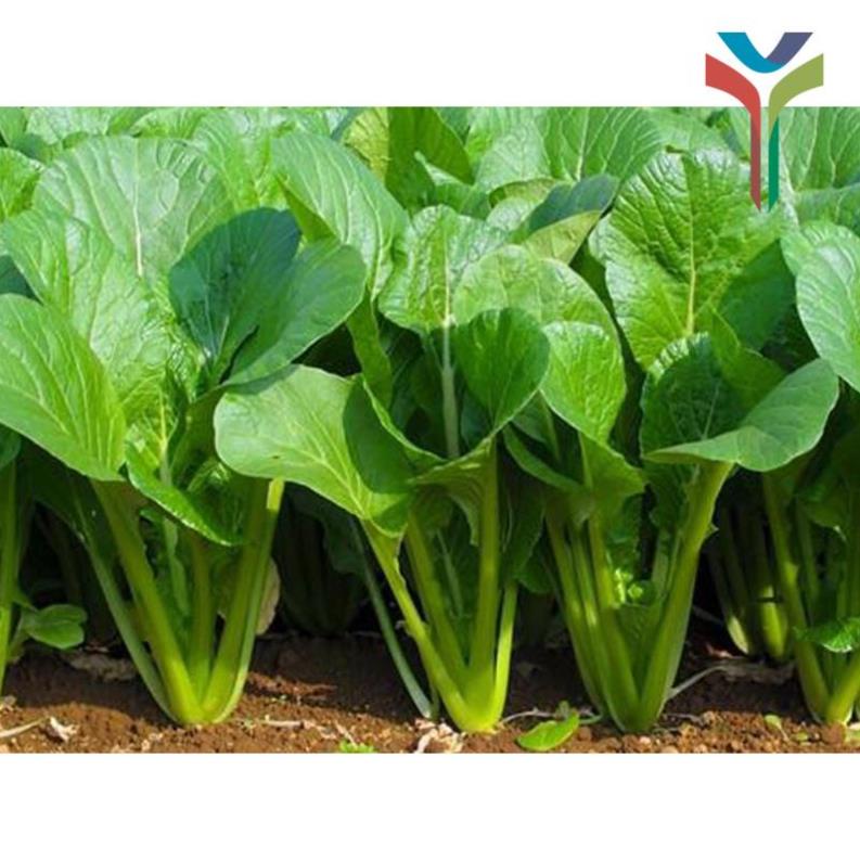 Đất sạch trồng cây, rau, hoa TRICHOMIX bao 25kg