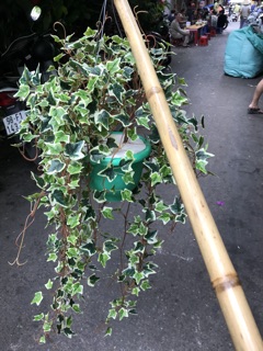 Chậu cây treo