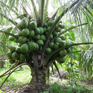 Cây Dừa dứa thái lan