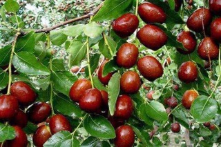 TÁO ĐỎ TÂN CƯƠNG (TÁO HỢP ĐIỀN - TÂN CƯƠNG)