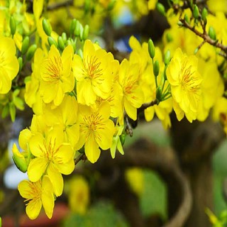 CÂY GIỐNG MAI VÀNG CÚC THỌ HƯƠNG
