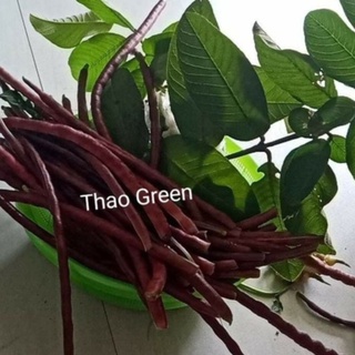 HẠT GIỐNG ĐẬU ĐŨA TÍM