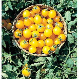 Hạt giống cà chua cherry vàng 30 hạt