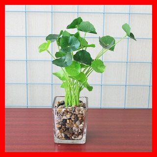 Cây rau má nhật - cây nhựa cao cấp