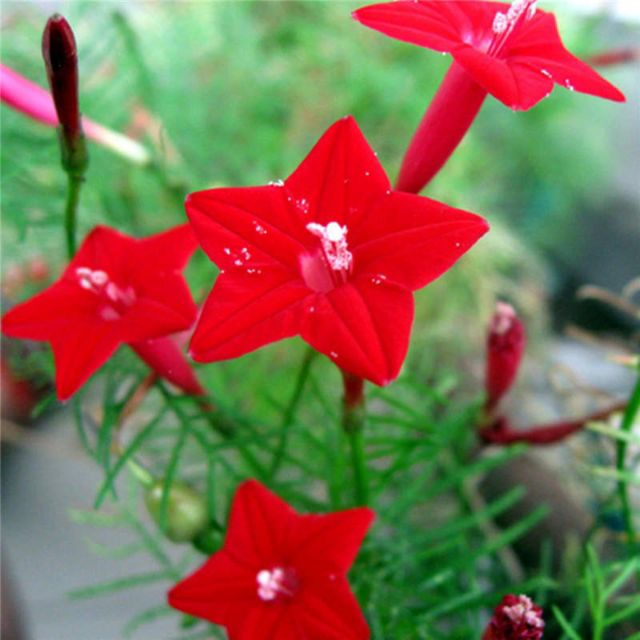 20 hạt Hoa tóc tiên ( hoa sao leo) đỏ