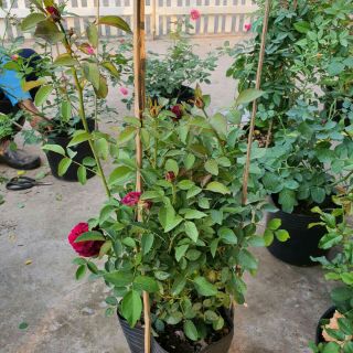 Hồng Ligare 230 (tặng kèm phân bón)