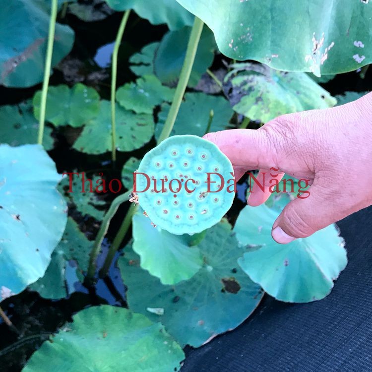 Hạt Sen khô loại ngon, không chất bảo quản 100 gram.