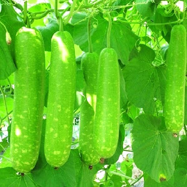 Hạt giống bầu sao , giống hạt bầu phát triển mạnh, phân cành nhiều, khả năng đậu trái tốt nên rất sai, ăn ngon