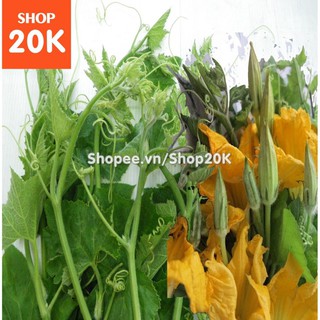 Đặc biệt Hạt giống Bí đỏ ăn đọt, bông chất lượng