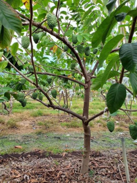 Na Thái... trái rất to