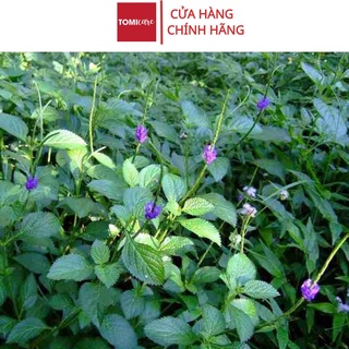 Cây đuôi chuột khô (mạch lạc) thượng hạng Sasuke 1kg giúp lợi tiểu, hỗ trợ tr_ị tiểu đường