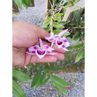 hoa lan giả hạc, phi điệp 6 mắt