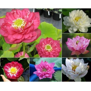 Hạt giống hoa sen mini nhật