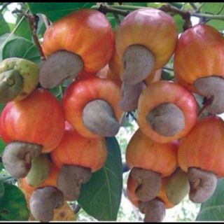 Hạt điều rang muối Đồng Nai