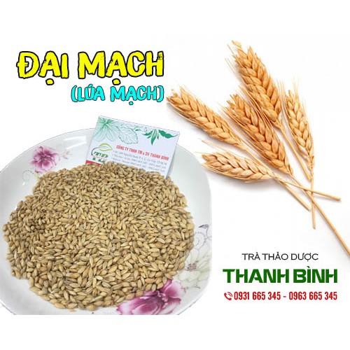 Đại Mạch  100g - Loại Đặc Biệt Chất Lượng