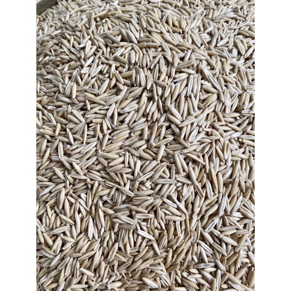 Hạt yến mạch nguyên vỏ.Thức ăn cho thú cưng