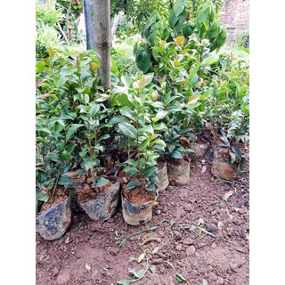 cây giống trà my ta