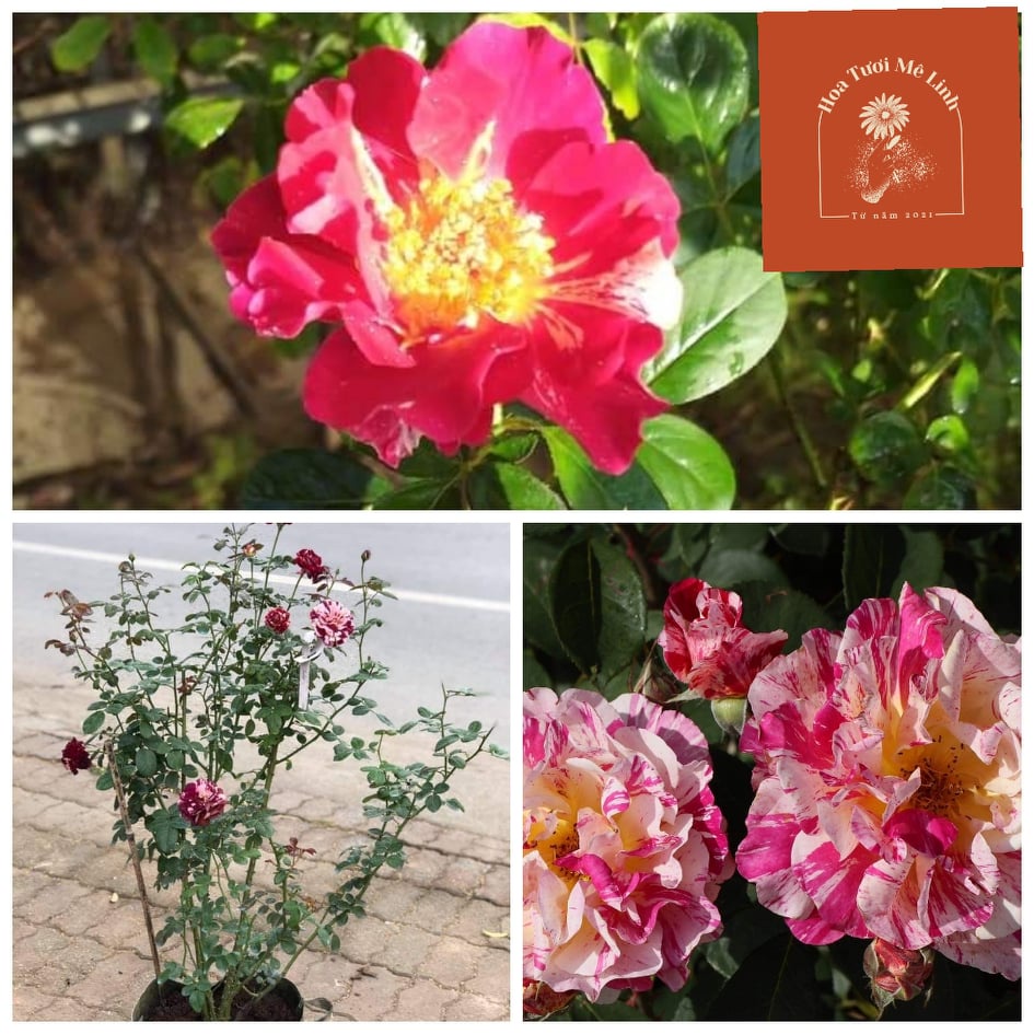 Hoa Hồng Ngoại Utrillo rose hoa hồng ngoại đẹp như một bức tranh nhiều màu sắc -HoaTuoiMeLinh