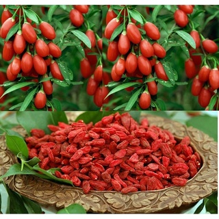 Hạt Giống Cây Câu Kỷ Tử (Sâm Tây Tạng)