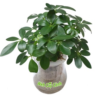 Cây Ngũ Gia Bì Thủy Sinh - Để Bàn Phong Thủy - 1 đổi 1 nếu vận chuyển hỏng