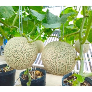 Shop 1K 10H - HẠT GIỐNG DƯA LƯỚI - Tặng thuốc kích hạt nảy mầm nhanh chóng + Hướng dương siêu Lùn