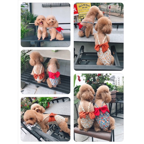 Bikini hoa nhí phối bản nơ to cho chó mèo/Quần sinh lý cún cái cao cấp