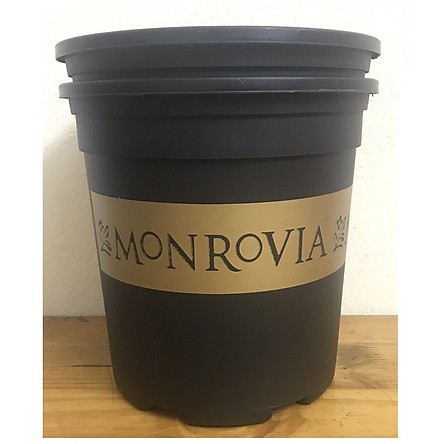 Combo 5 Chậu monrovia 2gal giá rẻ