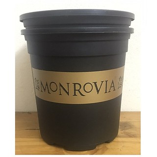 Combo 5 Chậu Mon 2gal giá rẻ